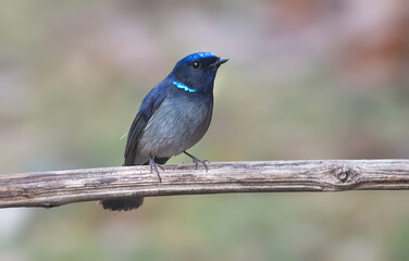 Small Niltava- a bird with bright blue with the brightest patches on the shoulder and forehead.