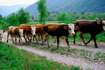 cows coming out of the pasture and against the mountain, brown spotted goats.