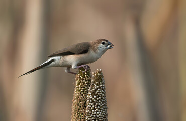 Indian Silverbill feeding