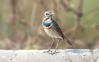 Can you see my bluethroat??  Bluethroat