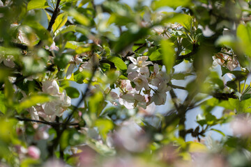 Apfelbaum Blüte, Apple tree blossom