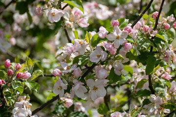 Apfelbaum Blüte, Apple tree blossom