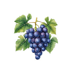 Simple watercolor grapes isolated on a white background. png