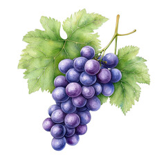 Fototapeta premium Simple watercolor grapes isolated on a white background. png