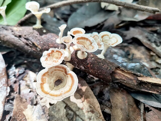 mushrooms in the forest