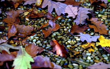 Pezinok, Slovakia, Europe, landscape, art, beauty, conservation, travel, historical, old, tourism