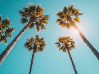 Palm Trees with Sunlight