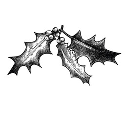 holly plant christmas advent symbol pen drawing sketch illustration isolated on wite background