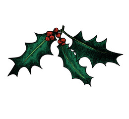 Fototapeta premium holly plant christmas advent symbol colored illustration isolated on wite background
