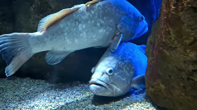 The dusky grouper, yellowbelly rock cod, or yellowbelly grouper, is a species of marine ray-finned fish found in the Mediterranean Sea