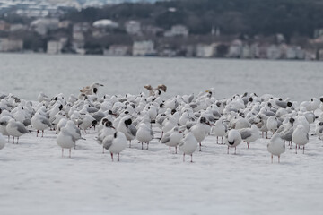 The best food Turkish culture and religion
