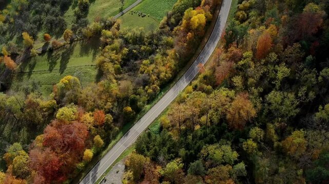 Aerial view of autumn trees on a sunny day in the Black Forest, Baar, Heuberg, Baden-W&uuml;rttemberg, Germany