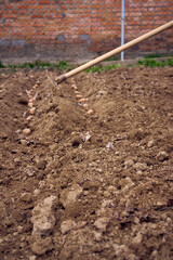 a person wraps rows of planted potatoes with a rake