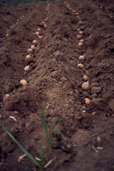 the process of planting potatoes using plows in rows
