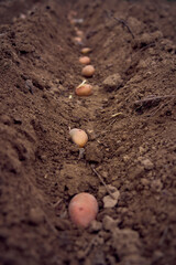 the process of planting potatoes using plows in rows