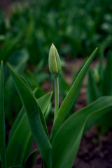 unopened spring tulips in a flower bed