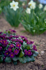 violets on a flowerbed in the open field, background