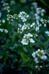 Fototapeta premium a small white spring flowers, texture, background