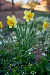 spring flowers on the flowerbed, daffodils