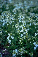 a small white spring flowers, texture, background