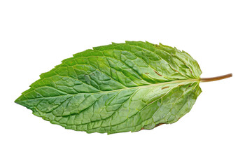 Obraz premium Fresh mint leaf showcasing vibrant color and fine texture for culinary use.