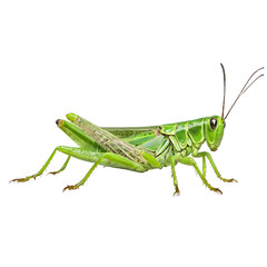 grasshopper ,isolated on white background , transparent png image