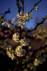 sour cherry blossom in sunset