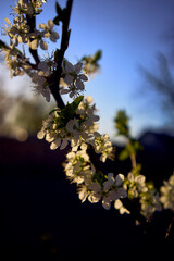 sour cherry blossom in sunset