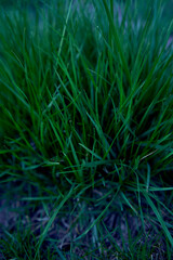 texture of fresh green grass, background