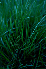 texture of fresh green grass, background