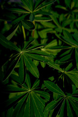 texture of green leaves of lupines, plant background