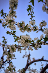 cherry blossom on the background of the sky at dawn