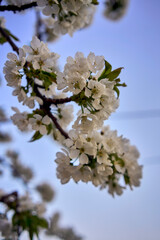 cherry blossom on the background of the sky at dawn