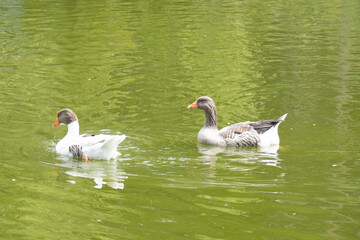 duck, bird, water, nature, wildlife, lake, animal, pond, swimming, wild, 