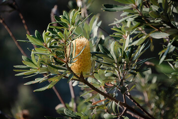 flower in the forest