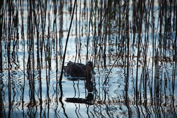 reflection in water