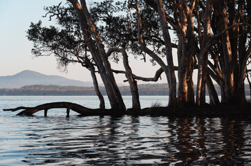 Fototapeta premium tree on the lake