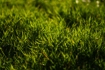 Grass in the field with backlight in summer evening