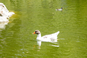 duck, bird, water, nature, wildlife, lake, animal, pond, swimming, wild, 