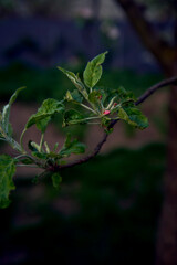 delicate pink blossom of apple trees, texture, background