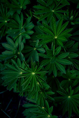 texture of lupine leaves in raindrops, smartphone background