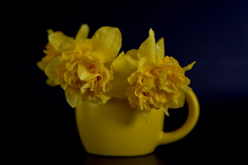 a flower arrangement of yellow daffodils  in a yellow cup on a black background