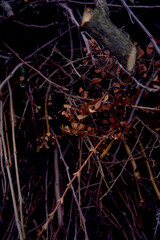 texture of brown branch and dried flowers after rain