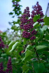 unopened lilac flowers, smartphone background