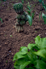cactus is planted in the ground
