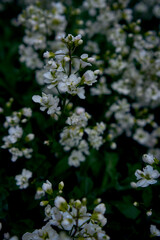 small white flowers creep on the ground, plant background