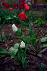 a  colorful  tulips after the rain in the spring garden