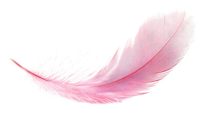 feather on a white transparent background