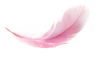 feather on a white transparent background