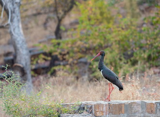 Black stork, Ciconia nigra, Ranthambhore, Rajasthan, India
